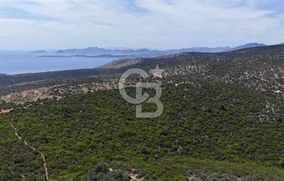 Bodrum Kızılağaç Tek Tapu Satılık Zeytinli Tarla