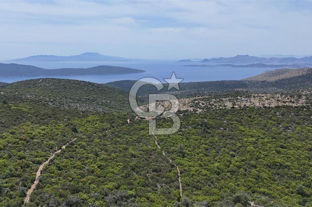Bodrum Kızılağaç Tek Tapu Satılık Zeytinli Tarla