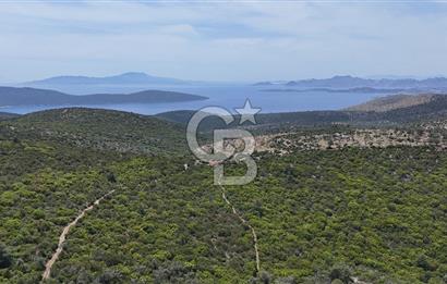 Bodrum Kızılağaç Tek Tapu Satılık Zeytinli Tarla