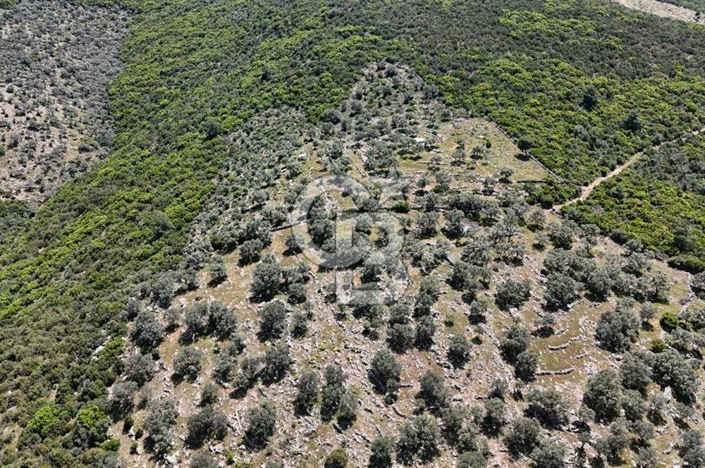 Bodrum Kızılağaç Tek Tapu Satılık Zeytinli Tarla