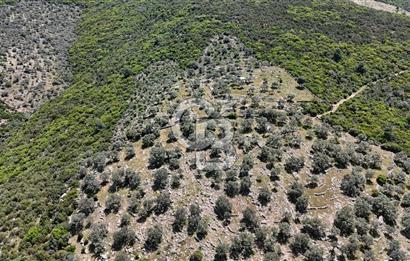 Bodrum Kızılağaç Tek Tapu Satılık Zeytinli Tarla