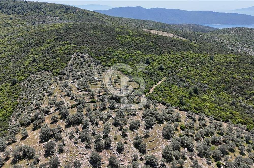 Bodrum Kızılağaç Tek Tapu Satılık Zeytinli Tarla