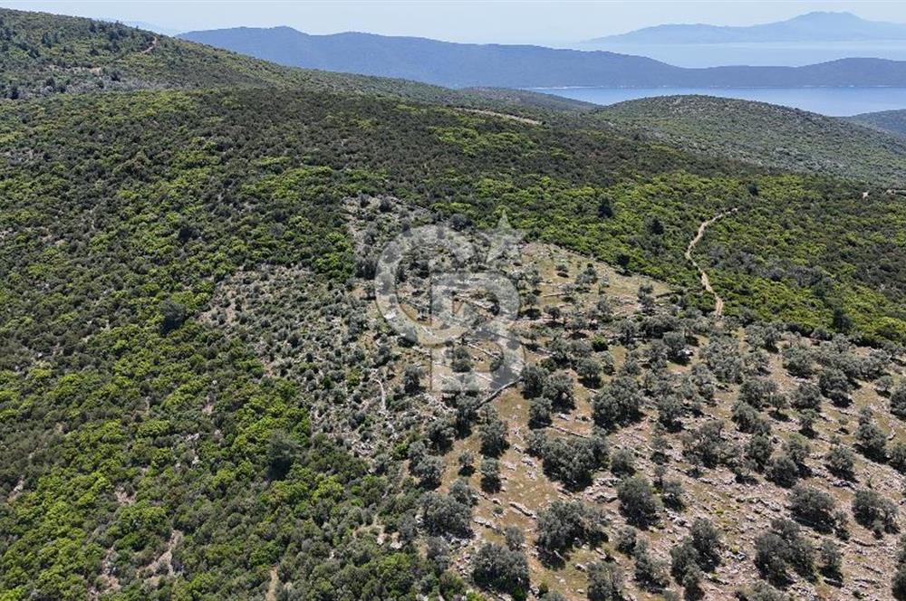 Bodrum Kızılağaç Tek Tapu Satılık Zeytinli Tarla