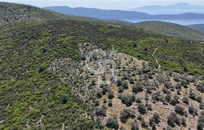 Bodrum Kızılağaç Tek Tapu Satılık Zeytinli Tarla