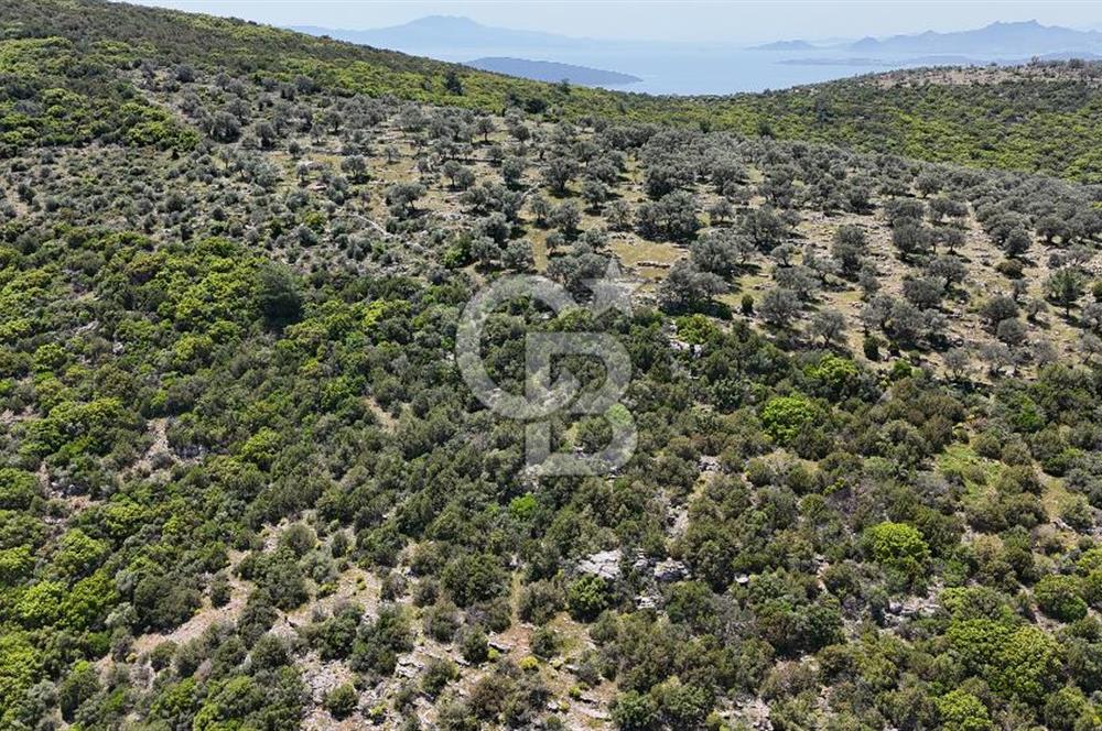 Bodrum Kızılağaç Tek Tapu Satılık Zeytinli Tarla