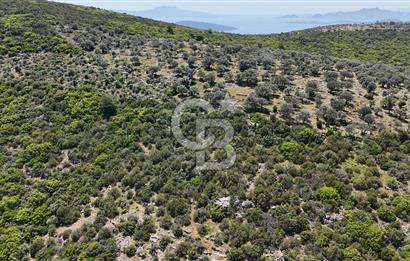 Bodrum Kızılağaç Tek Tapu Satılık Zeytinli Tarla