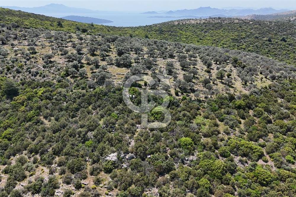 Bodrum Kızılağaç Tek Tapu Satılık Zeytinli Tarla