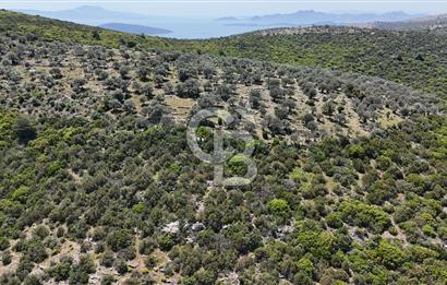 Bodrum Kızılağaç Tek Tapu Satılık Zeytinli Tarla