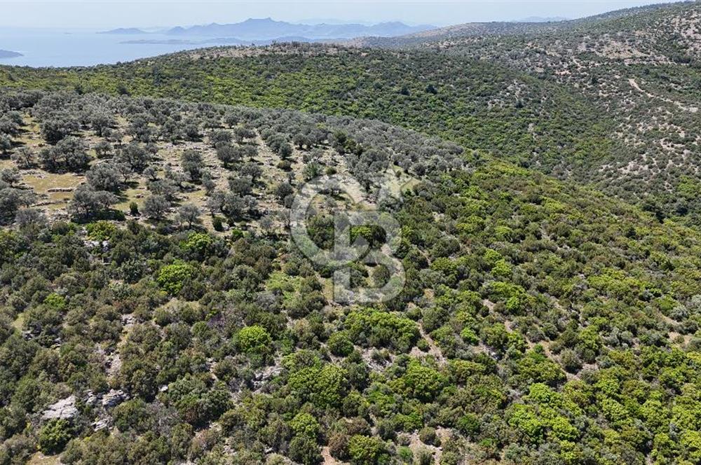 Bodrum Kızılağaç Tek Tapu Satılık Zeytinli Tarla