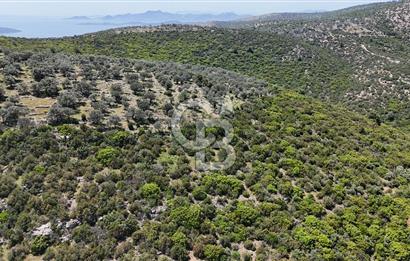 Bodrum Kızılağaç Tek Tapu Satılık Zeytinli Tarla