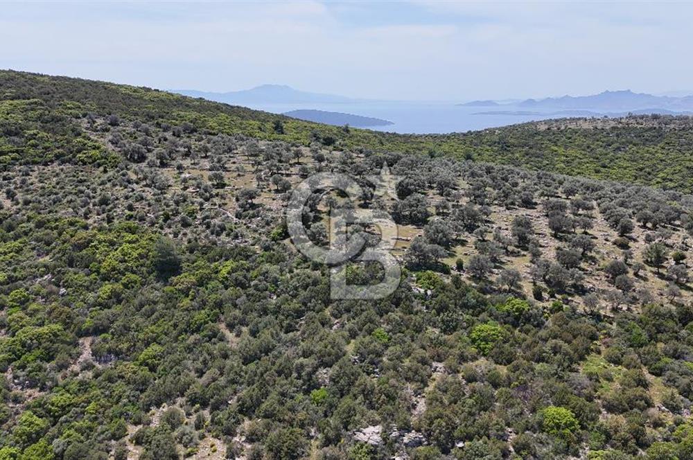 Bodrum Kızılağaç Tek Tapu Satılık Zeytinli Tarla