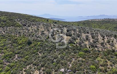 Bodrum Kızılağaç Tek Tapu Satılık Zeytinli Tarla