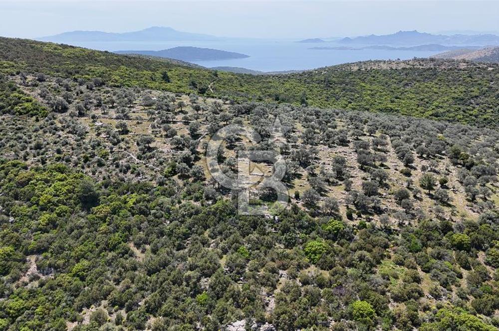 Bodrum Kızılağaç Tek Tapu Satılık Zeytinli Tarla