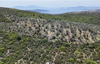Bodrum Kızılağaç Tek Tapu Satılık Zeytinli Tarla
