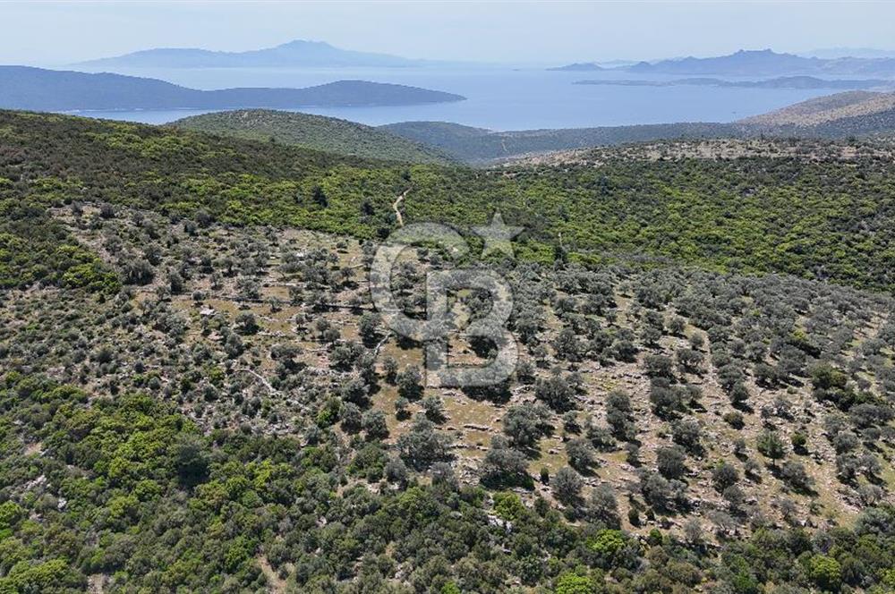 Bodrum Kızılağaç Tek Tapu Satılık Zeytinli Tarla