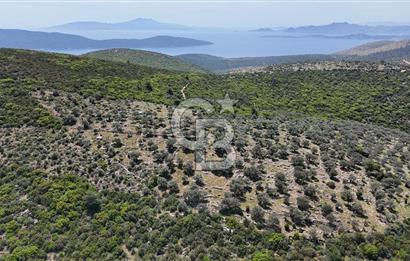 Bodrum Kızılağaç Tek Tapu Satılık Zeytinli Tarla