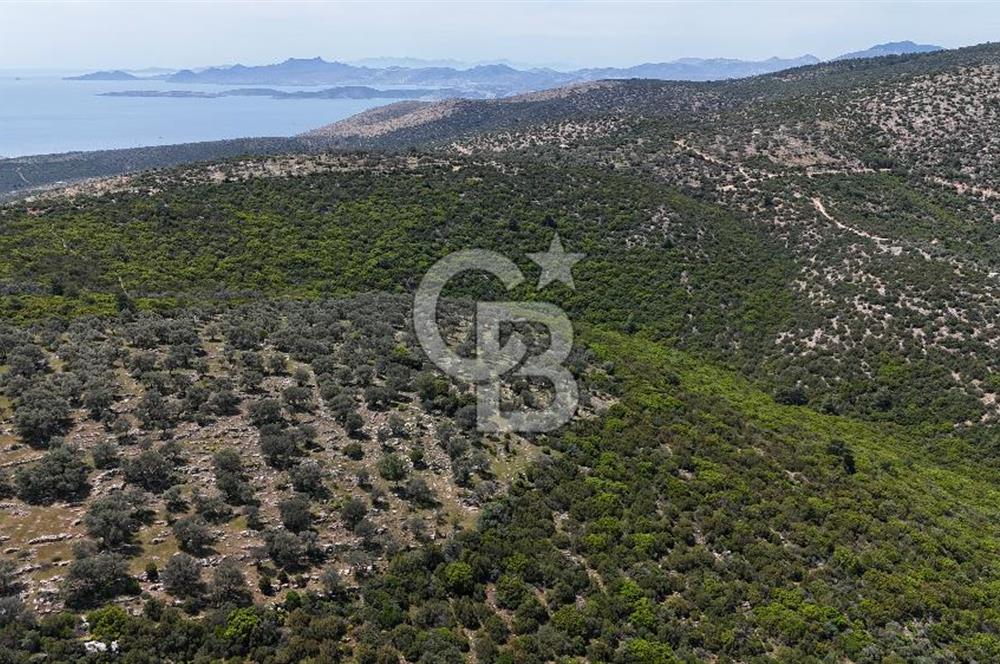 Bodrum Kızılağaç Tek Tapu Satılık Zeytinli Tarla