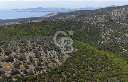 Bodrum Kızılağaç Tek Tapu Satılık Zeytinli Tarla