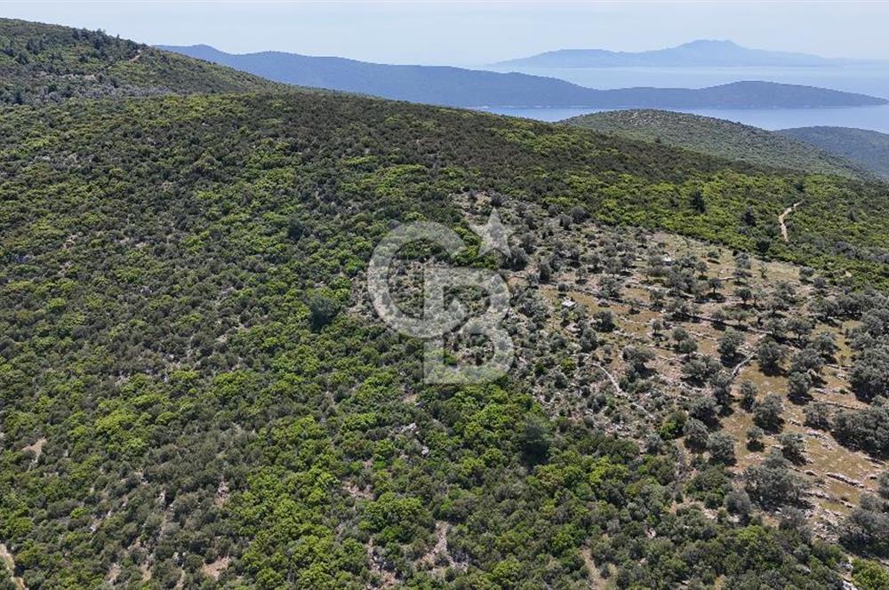 Bodrum Kızılağaç Tek Tapu Satılık Zeytinli Tarla