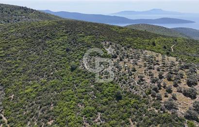Bodrum Kızılağaç Tek Tapu Satılık Zeytinli Tarla