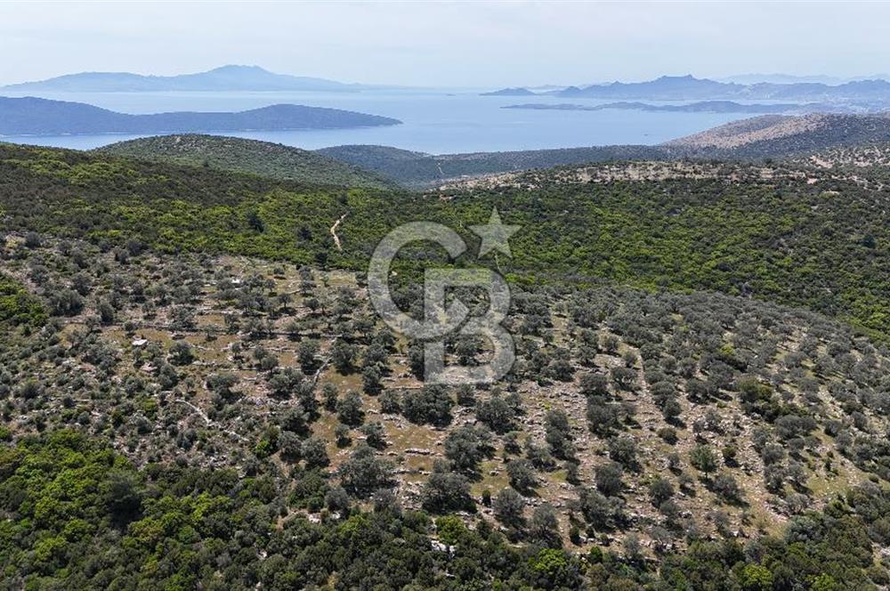 Bodrum Kızılağaç Tek Tapu Satılık Zeytinli Tarla