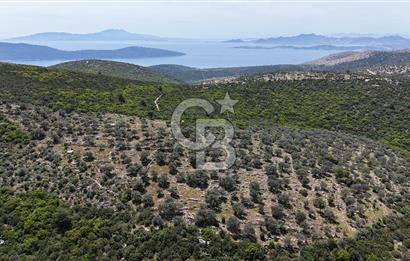 Bodrum Kızılağaç Tek Tapu Satılık Zeytinli Tarla