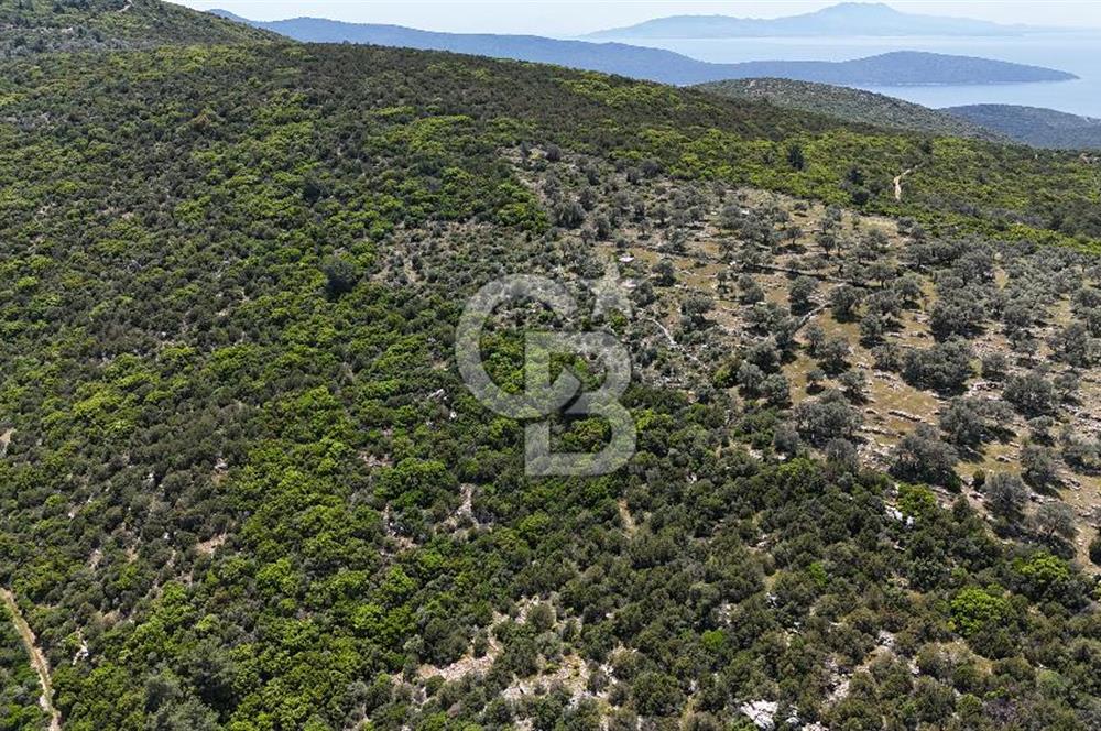 Bodrum Kızılağaç Tek Tapu Satılık Zeytinli Tarla