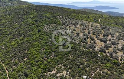 Bodrum Kızılağaç Tek Tapu Satılık Zeytinli Tarla