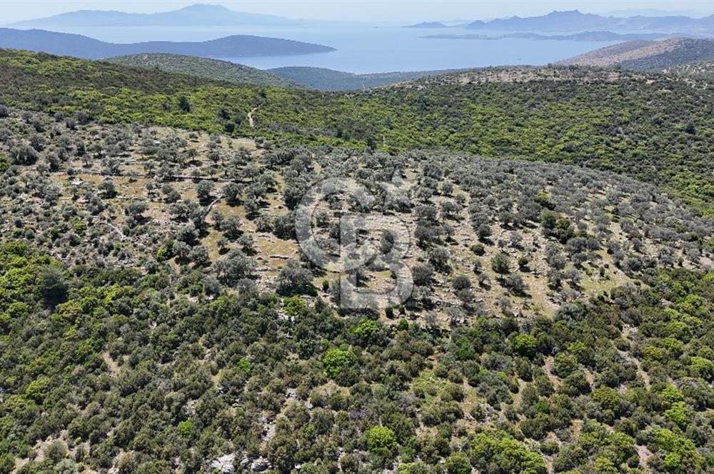 Bodrum Kızılağaç Tek Tapu Satılık Zeytinli Tarla