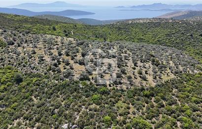 Bodrum Kızılağaç Tek Tapu Satılık Zeytinli Tarla