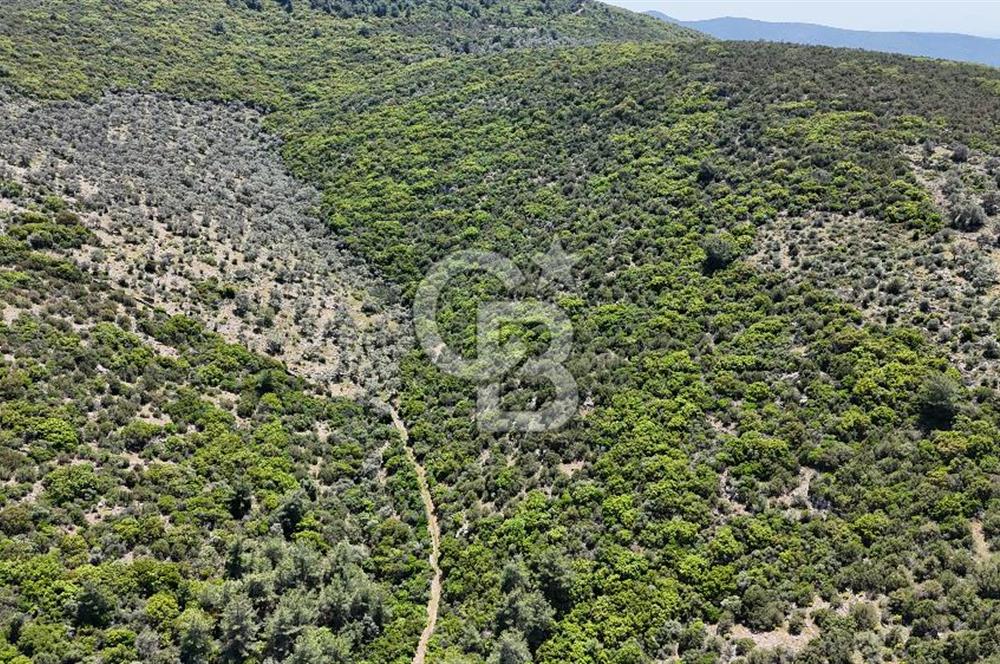 Bodrum Kızılağaç Tek Tapu Satılık Zeytinli Tarla