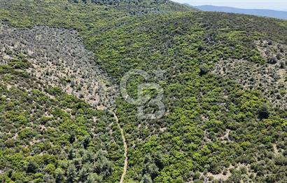 Bodrum Kızılağaç Tek Tapu Satılık Zeytinli Tarla