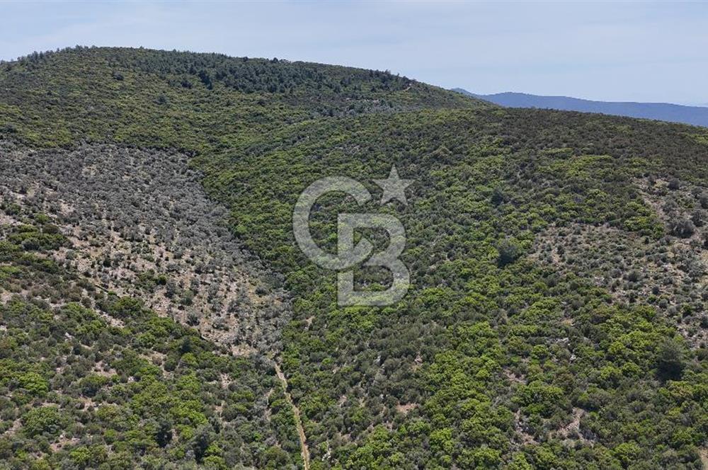 Bodrum Kızılağaç Tek Tapu Satılık Zeytinli Tarla