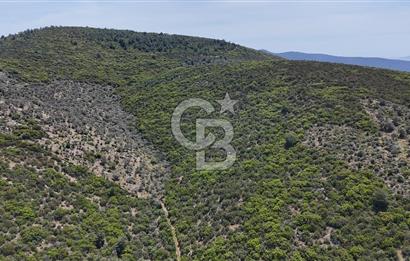 Bodrum Kızılağaç Tek Tapu Satılık Zeytinli Tarla