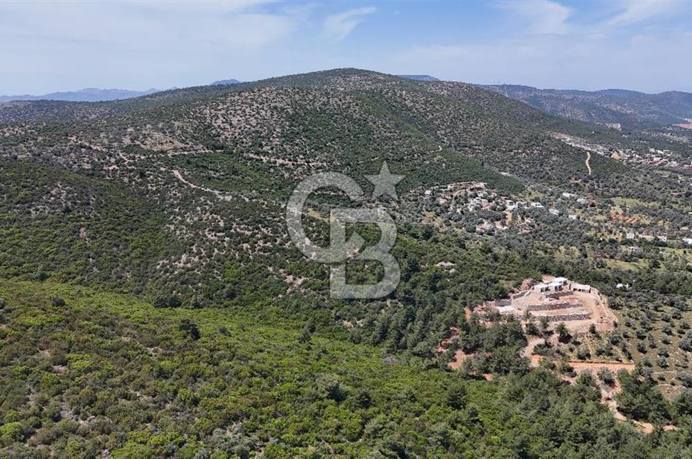 Bodrum Kızılağaç Tek Tapu Satılık Zeytinli Tarla