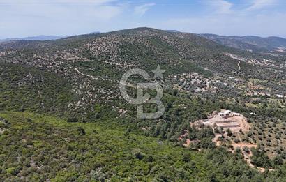 Bodrum Kızılağaç Tek Tapu Satılık Zeytinli Tarla