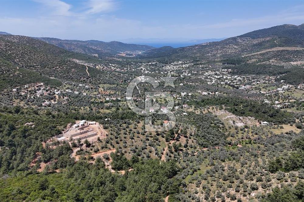 Bodrum Kızılağaç Tek Tapu Satılık Zeytinli Tarla