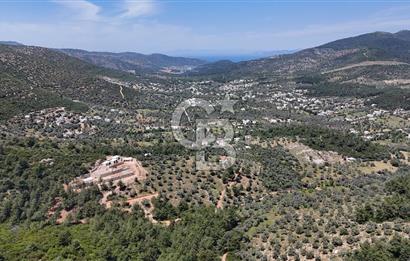 Bodrum Kızılağaç Tek Tapu Satılık Zeytinli Tarla