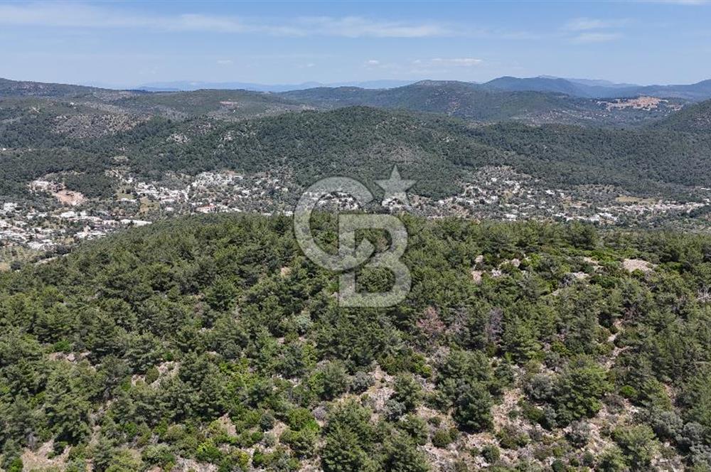 Bodrum Kızılağaç Tek Tapu Satılık Zeytinli Tarla