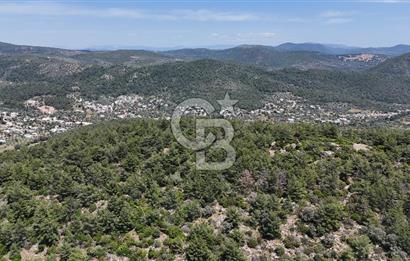 Bodrum Kızılağaç Tek Tapu Satılık Zeytinli Tarla