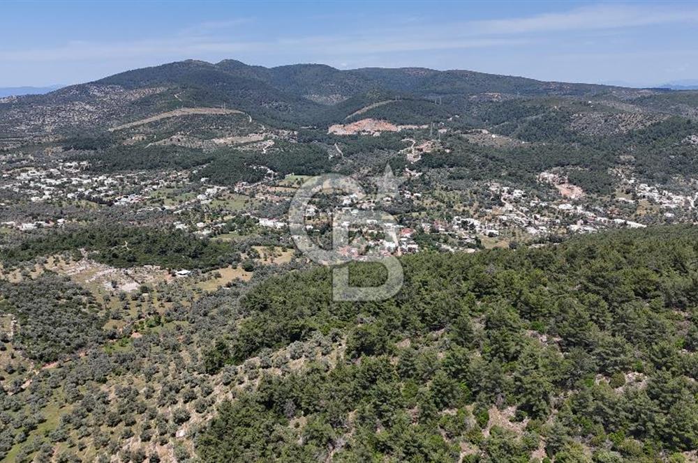 Bodrum Kızılağaç Tek Tapu Satılık Zeytinli Tarla