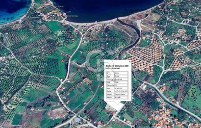 COLDWELL BANKER'DAN BADEMLİ'DE MERKEZDE SATILIK ZEYTİNLİK