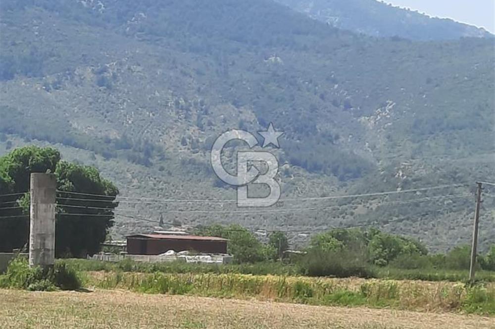 MİLAS SELİMİYE'DE 8750 m² SATILIK TARLA