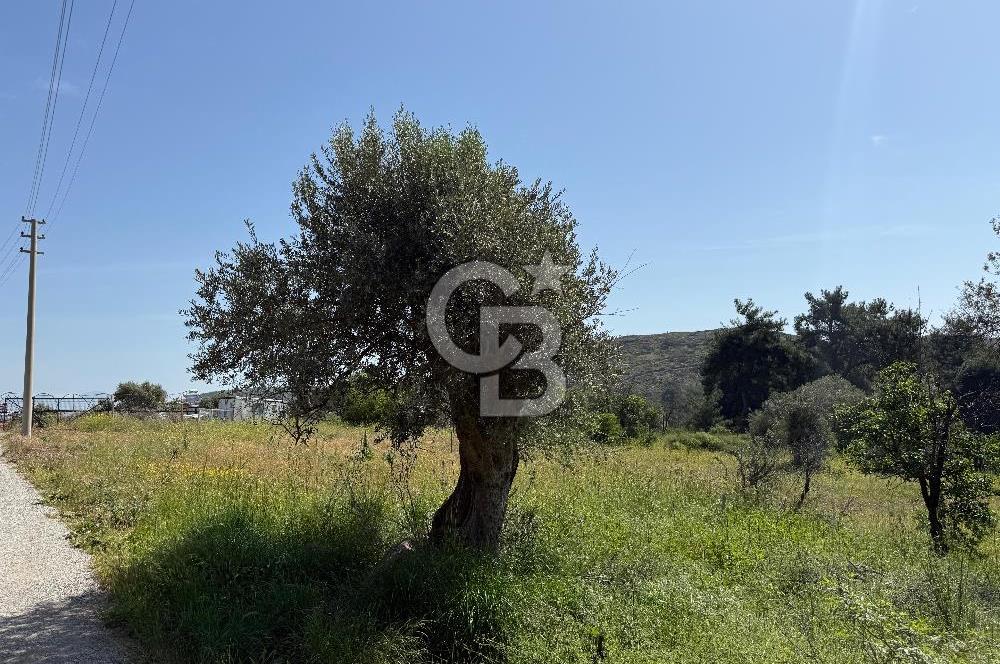 Menderes Değirmendere'de 3437 M² Tek Tapu Satılık Tarla