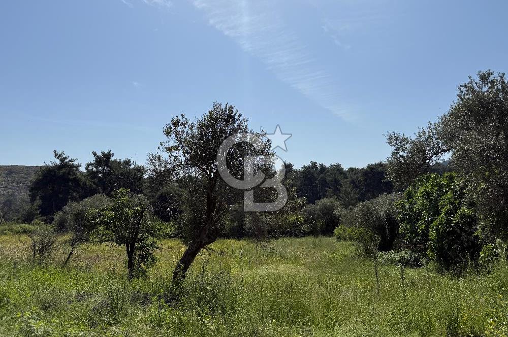 Menderes Değirmendere'de 3437 M² Tek Tapu Satılık Tarla
