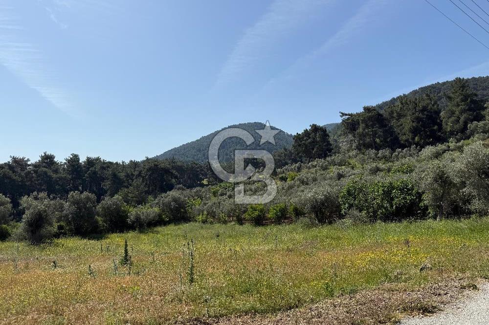 Menderes Değirmendere'de 3437 M² Tek Tapu Satılık Tarla