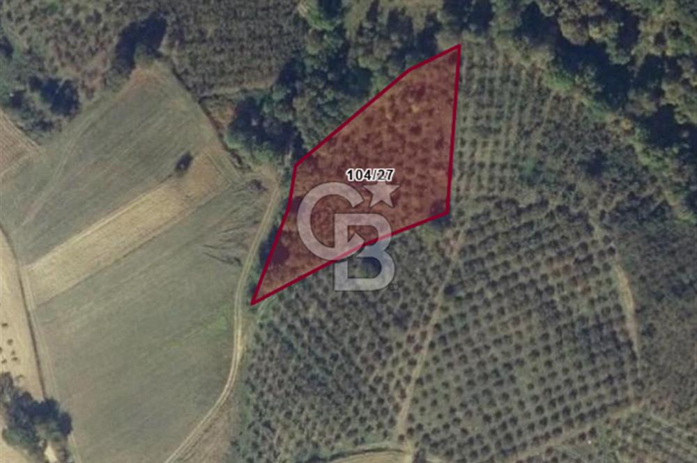 KANDIRA ALEFLİ'DE 3.959 m² SATILIK FINDIK BAHÇESİ CB TOWER