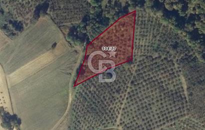 KANDIRA ALEFLİ'DE 3.959 m² SATILIK FINDIK BAHÇESİ CB TOWER