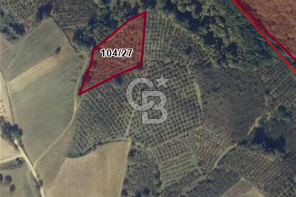 KANDIRA ALEFLİ'DE 3.959 m² SATILIK FINDIK BAHÇESİ CB TOWER
