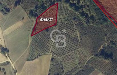 KANDIRA ALEFLİ'DE 3.959 m² SATILIK FINDIK BAHÇESİ CB TOWER